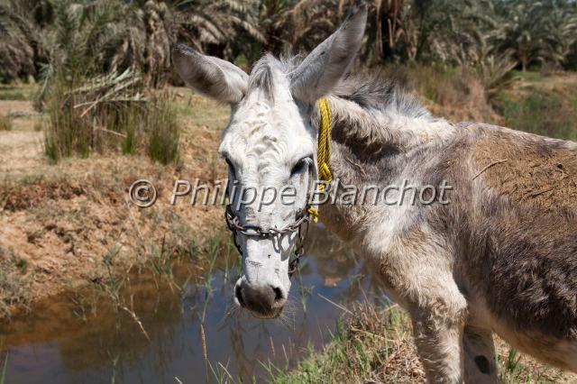 equus asinus.JPG - Equus asinusAne domestique (Portrait)DonkeyPerissodactyla, EquidaeDésert Libyque, Egypte